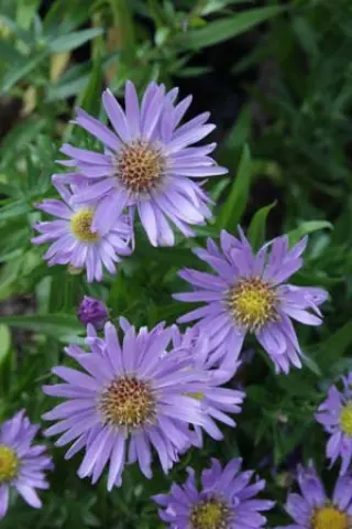 Aster 'Wood's Light Blue'