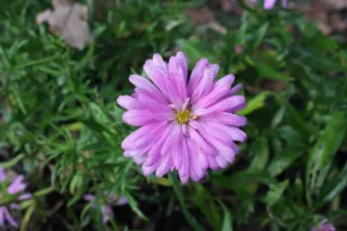 Aster 'Wood's Pink'