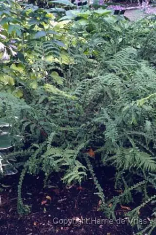 Athyrium filix femina 'Frizelliae'