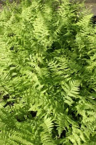 Athyrium filix-femina 'Lady In Red'