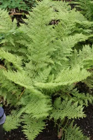 Athyrium filix femina 'Plum. Axminst.'