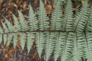 Athyrium x 'Ghost'