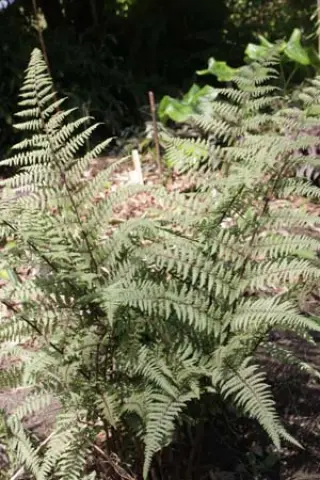 Athyrium x 'Ghost'