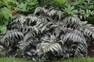 Athyrium niponicum 'Metallicum'