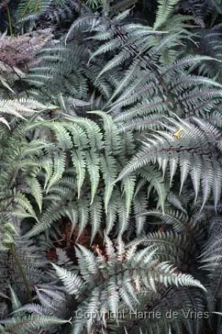 Athyrium niponicum 'Metallicum'