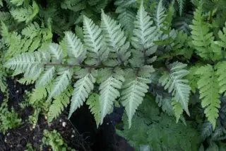 Athyrium niponicum 'Red Beauty'