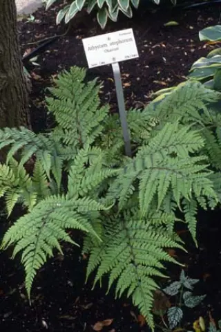 Athyrium othophorum 'Okanum'