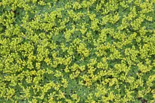 Azorella trifurcata 'Nana'