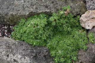 Azorella trifurcata 'Nana'