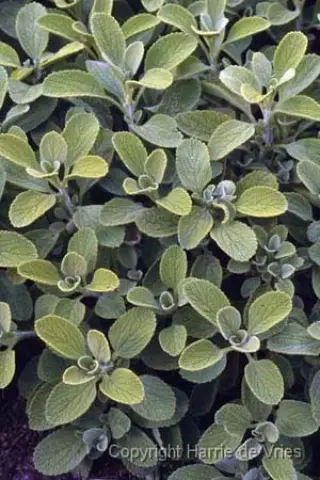 Ballota 'All Hallows Green'
