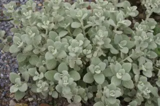 Ballota pseudodict. 'Compact Form'