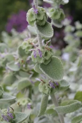 Ballota pseudodictamnus