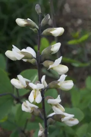 Baptisia alba alba 'Wayne's World'