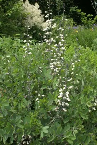 Baptisia alba macrophylla (lactea)