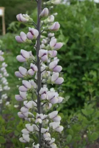 Baptisia albescens 'Pink Form'