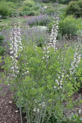 Baptisia albescens 'Pink Form'