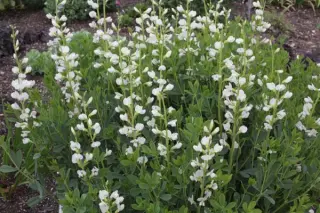 Baptisia australis 'Alba'