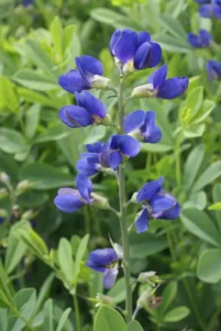 Baptisia australis 'Caspian Blue'