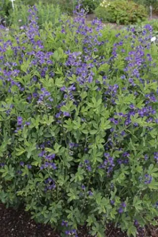 Baptisia australis 'Caspian Blue'