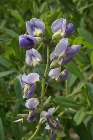 Baptisia australis min.ex 'Blue Pearls'