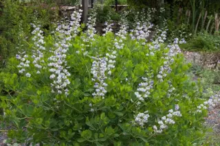 Baptisia australis minor 'Blue Pearls'