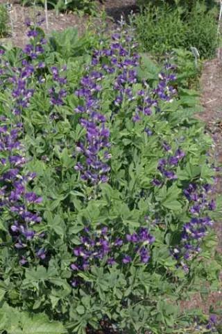 Baptisia australis minor 'Dark Blue'
