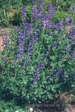 Baptisia australis