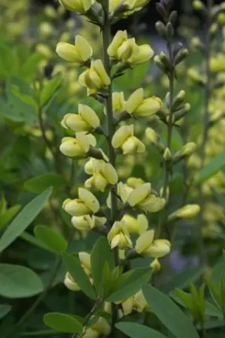 Baptisia 'Carolina Moonlight'