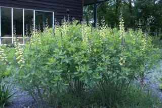 Baptisia 'Carolina Moonlight'