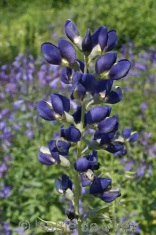Baptisia ex 'Midnite Prariebl.' Zaailing