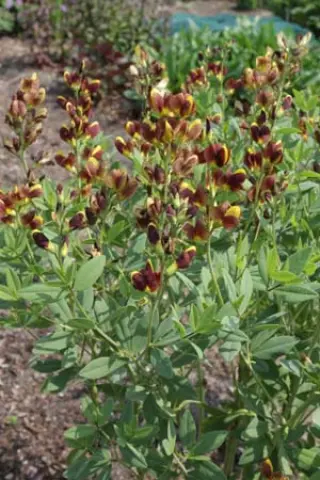 Baptisia 'Golden Chestnut' (Hybr. 10)