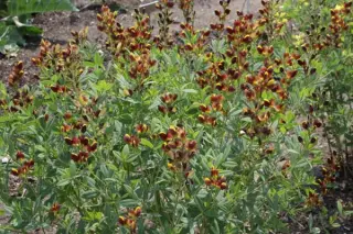 Baptisia 'Golden Chestnut' (Hybr. 10)