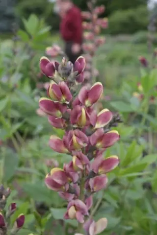 Baptisia hybr.2