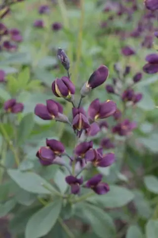 Baptisia hybr 3