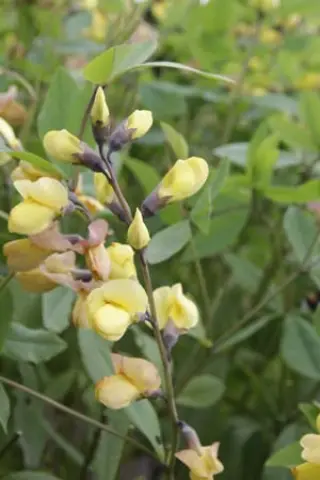 Baptisia hybr. nr. 5