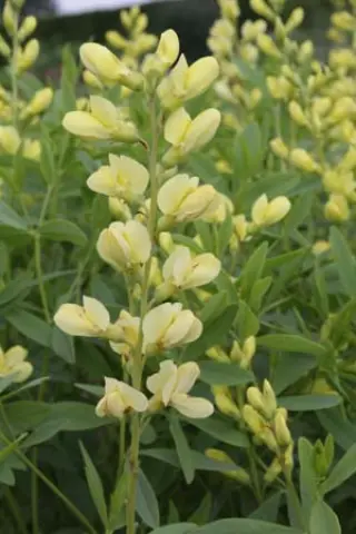Baptisia hybr 6