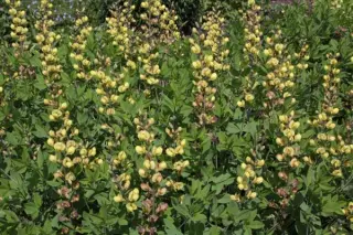 Baptisia hybr. 8 zachtgeel & paarsrood (zaailingen)