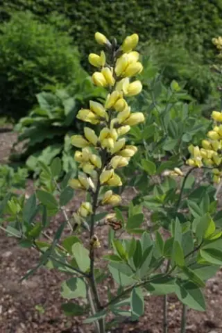 Baptisia 'Lemon Merringue'