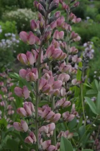 Baptisia 'Pink Truffles'