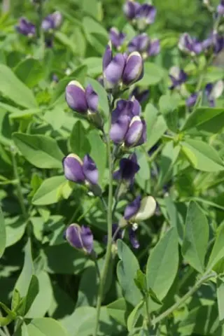 Baptisia 'Purple Eclips' (Hybride 1)