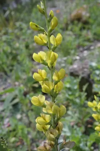 Baptisia 'Solar Flare'