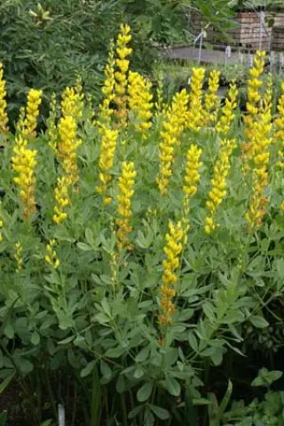 Baptisia sphaerocarpa