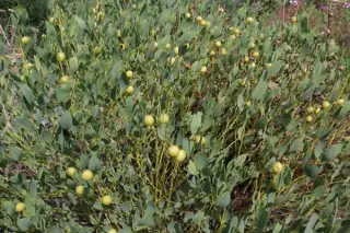 Baptisia sphaerocarpa