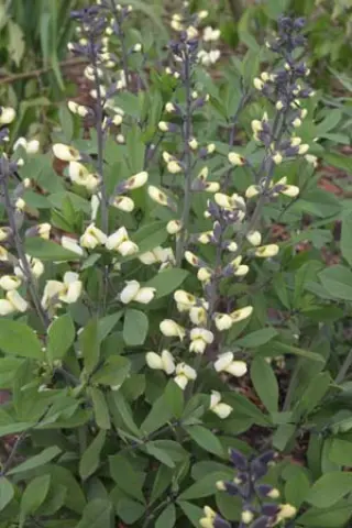 Baptisia 'Vanilla Cream'