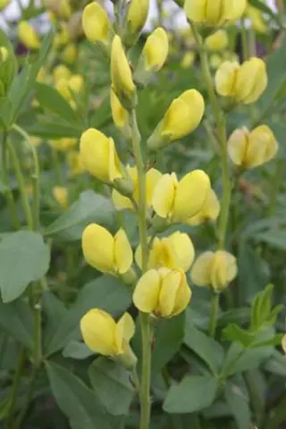 Baptisia 'Whitsun Candle' (Hybr.4)
