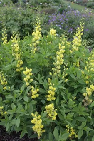 Baptisia 'Whitsun Candle' (Hybr.4)