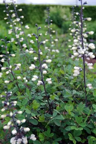 Baptisia 'White Smoke'