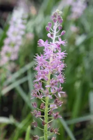 Barnardia japonica (Scilla scilloides)