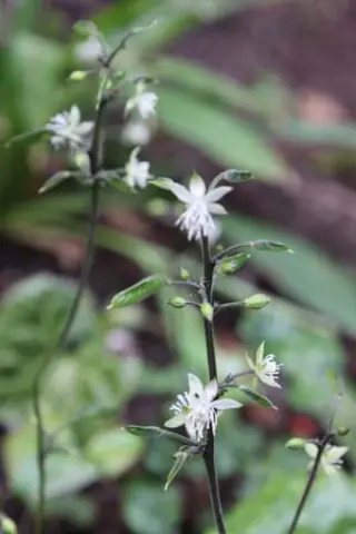 Beesia calthifolia