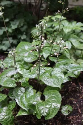 Beesia calthifolia